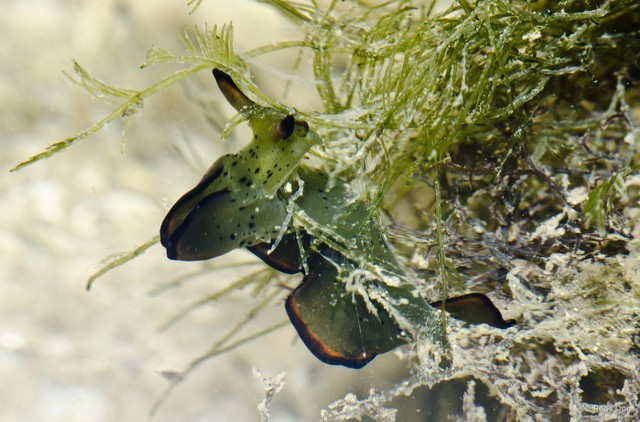 Elysia ornata