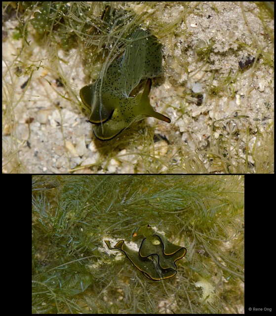 Elysia ornata