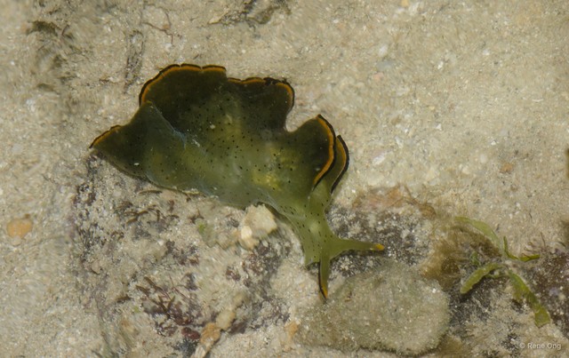 Elysia ornata