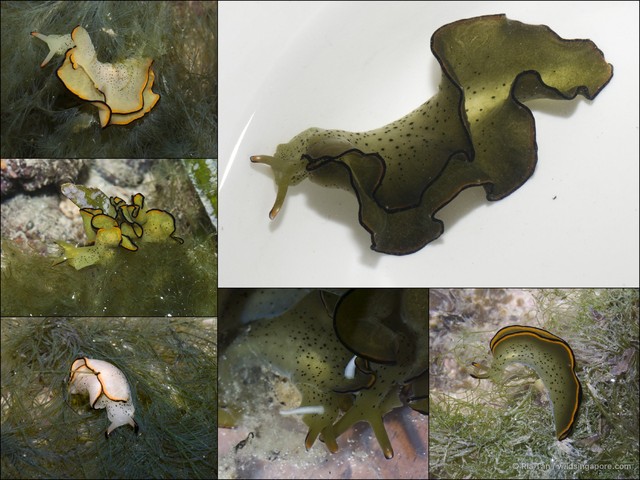 Elysia ornata