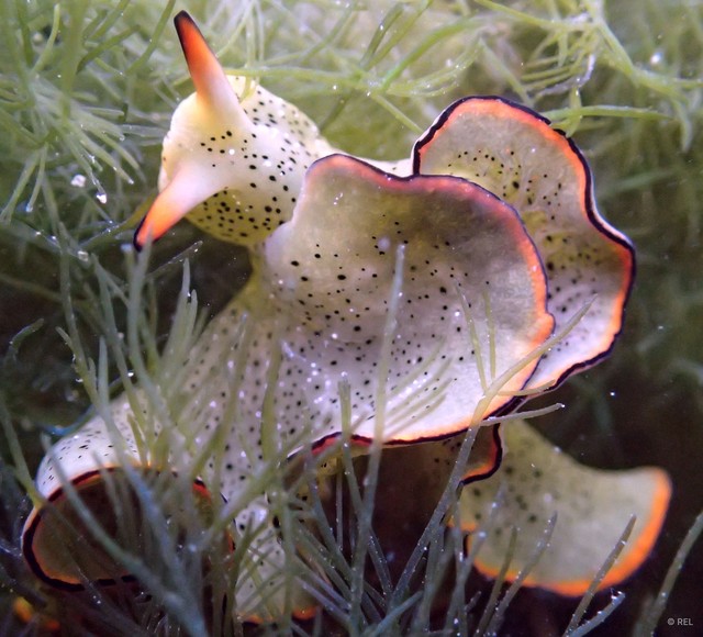 Elysia ornata