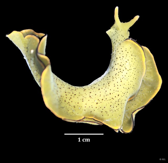 Elysia ornata
