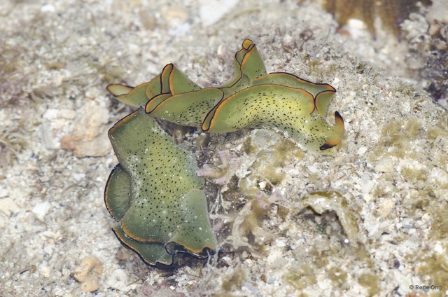 Elysia ornata