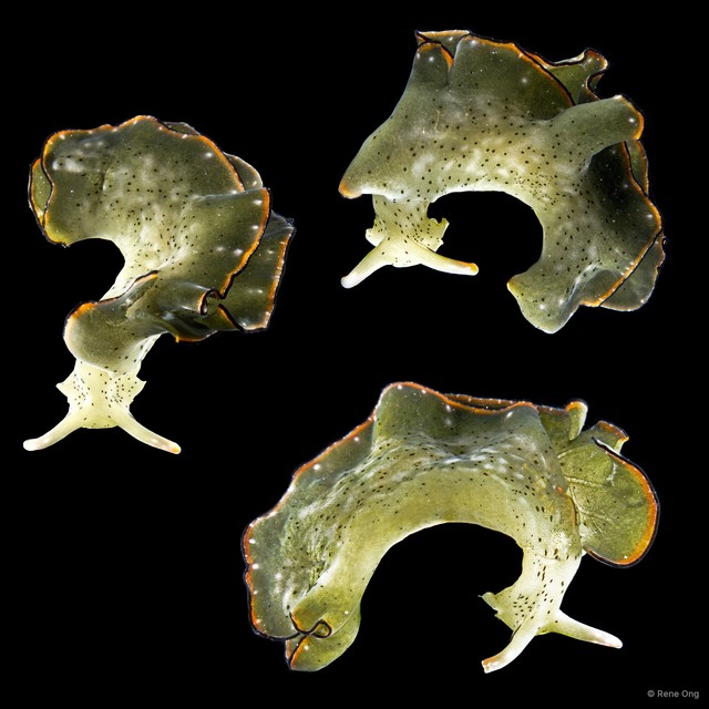 Elysia ornata