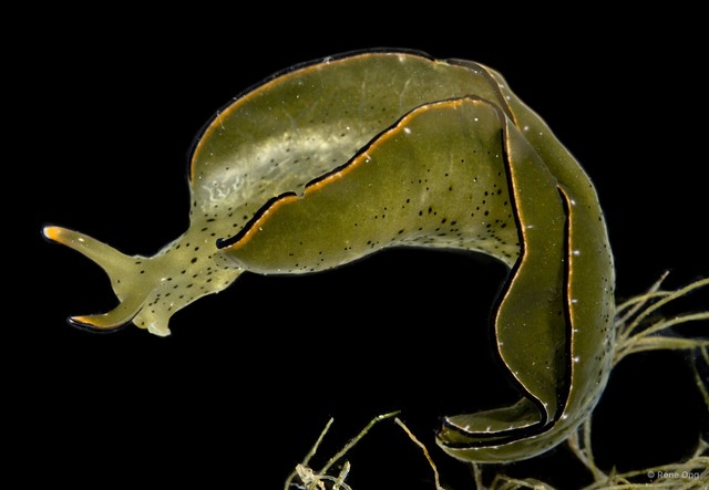 Elysia ornata