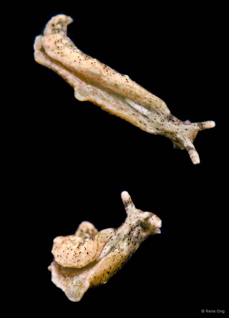 Elysia verrucosa • © Rene Ong • All Rights Reserved