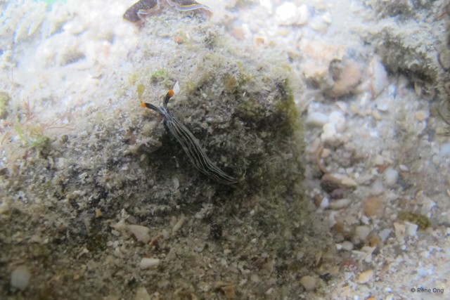 Thuridilla sp. "912ca86d" • © Rene Ong • All Rights Reserved