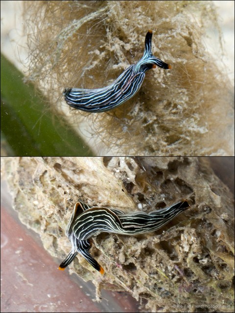 Thuridilla sp. "c8f7722f" • © Ria Tan • All Rights Reserved
