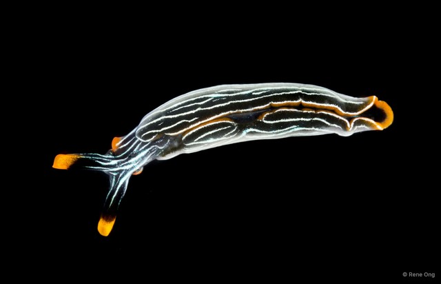 Thuridilla sp. "SUB-0908" • © Rene Ong • All Rights Reserved