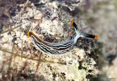 Thuridilla gracilis • © Rene Ong • All Rights Reserved
