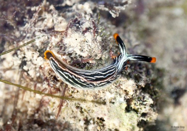 Thuridilla gracilis