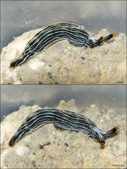 Thuridilla gracilis • © Rene Ong • All Rights Reserved