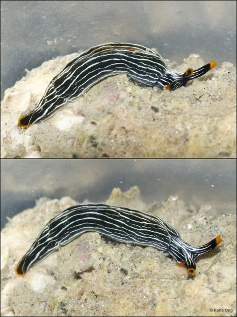 Thuridilla gracilis