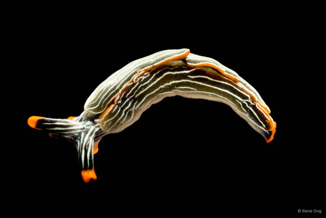 Thuridilla gracilis