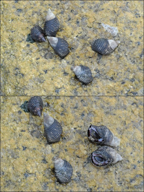 Planaxis sulcatus