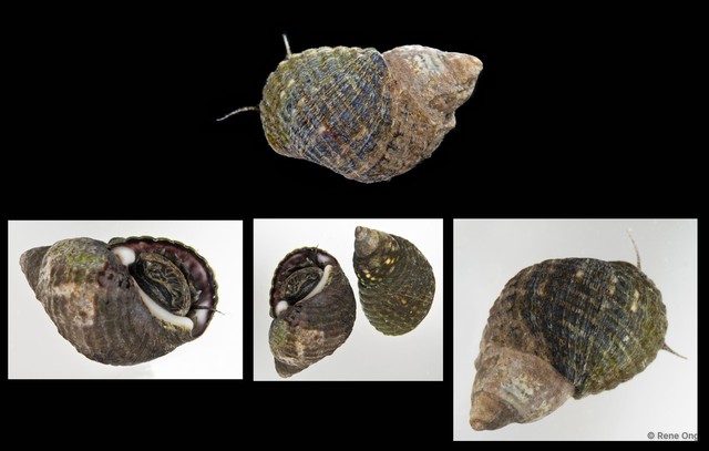 Planaxis sulcatus