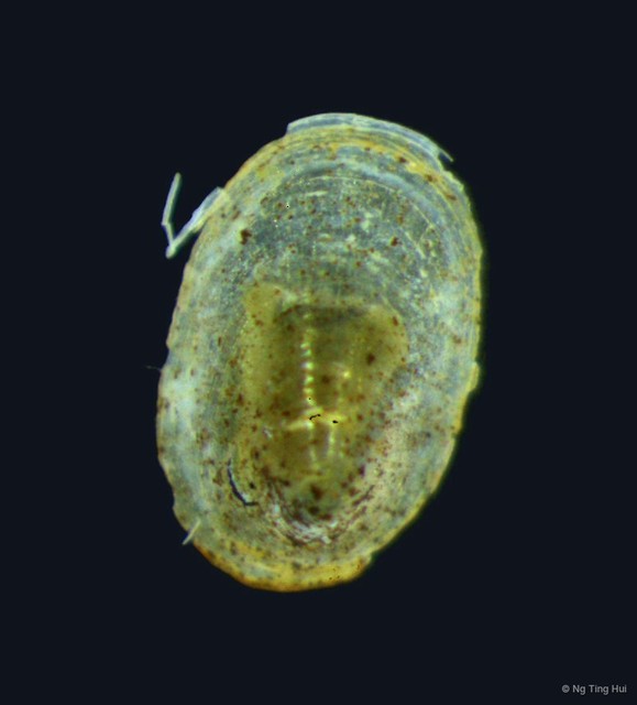 Ancylini sp. "8f0a9492" • © Ng Ting Hui • All Rights Reserved