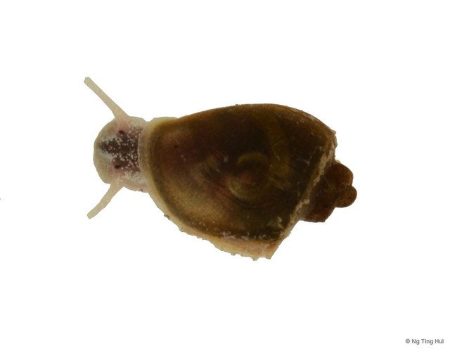 Amerianna carinata