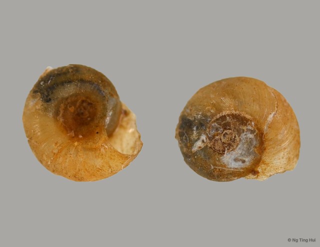 Gyraulus convexiusculus • © Ng Ting Hui • All Rights Reserved