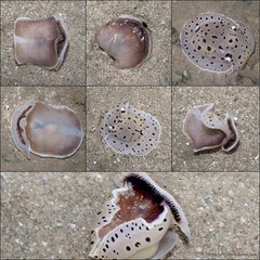 Euselenops luniceps • © Ria Tan • All Rights Reserved