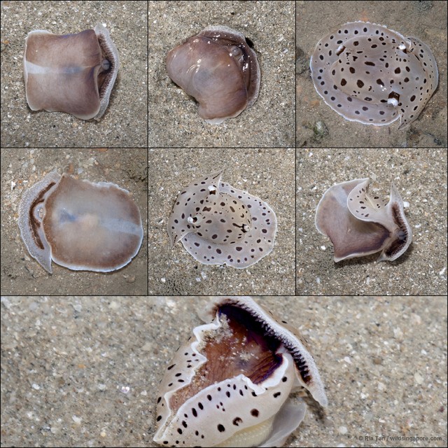 Euselenops luniceps