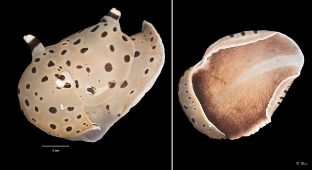Euselenops luniceps