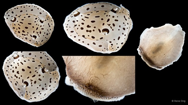 Euselenops luniceps
