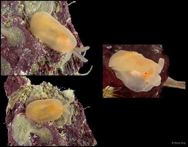 Berthellina delicata
