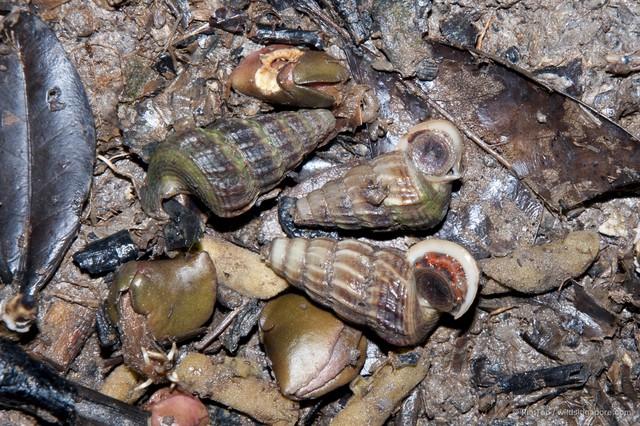 Cerithidea obtusa