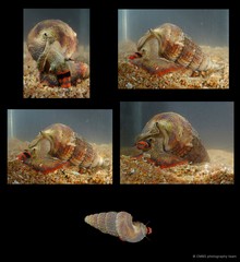Cerithidea obtusa • © CMBS photography team • All Rights Reserved