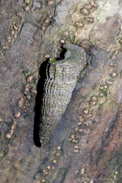 Cerithidea quoyii • © Ria Tan • All Rights Reserved