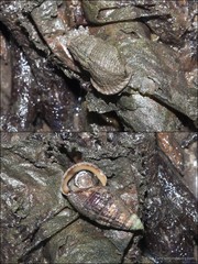 Terebralia sulcata • © Ria Tan • All Rights Reserved