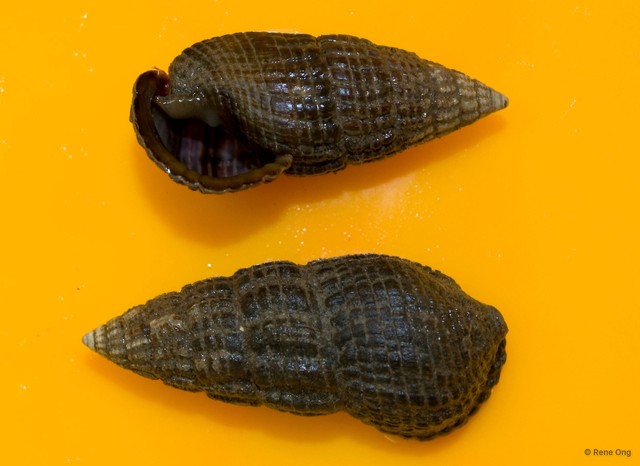 Terebralia sulcata