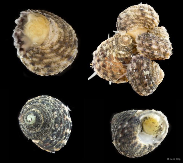 Chilodontidae sp. "4" • © Rene Ong • All Rights Reserved