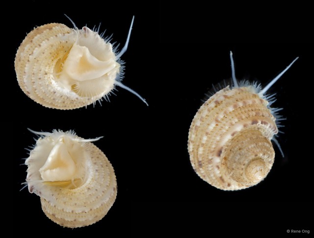 Chilodontidae sp. "7" • © Rene Ong • All Rights Reserved