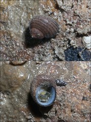 Euchelus atratus • © Ria Tan • All Rights Reserved