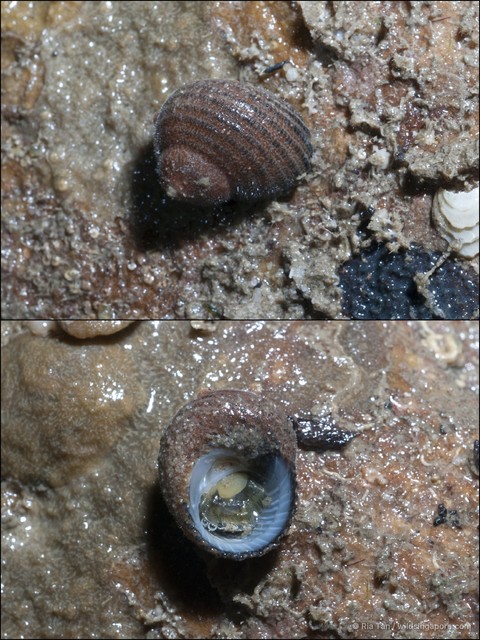 Euchelus atratus • © Ria Tan • All Rights Reserved