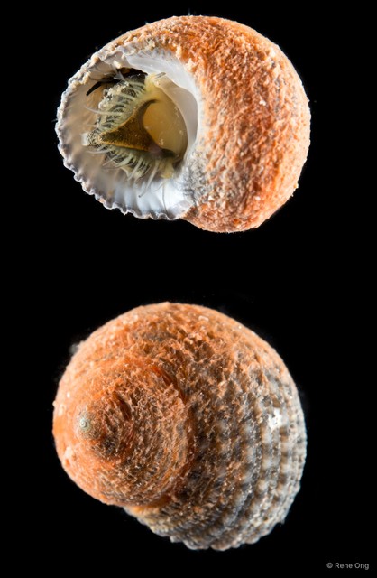 Euchelus atratus