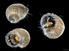 Euchelus atratus • © Rene Ong • All Rights Reserved