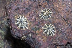 Siphonaria javanica