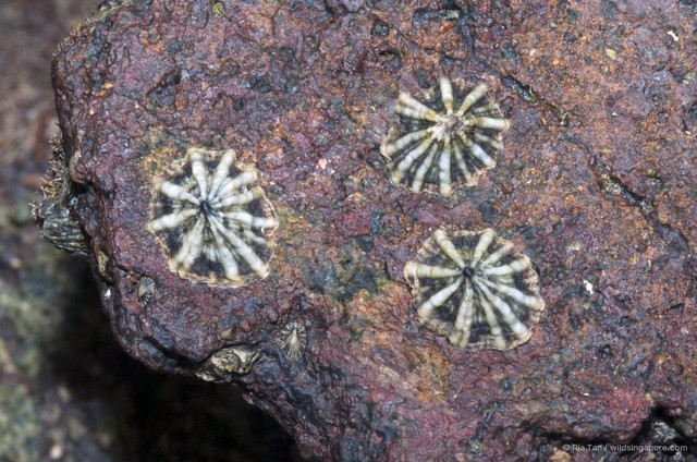 Siphonaria javanica • © Ria Tan • All Rights Reserved