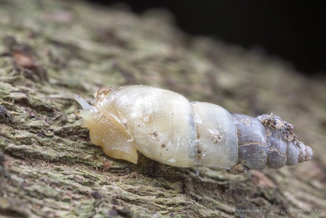 Paropeas achatinaceum • © Marcus Ng Fu Chuan • CC BY-NC-ND 4.0