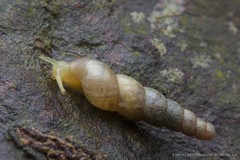 Subulina octona