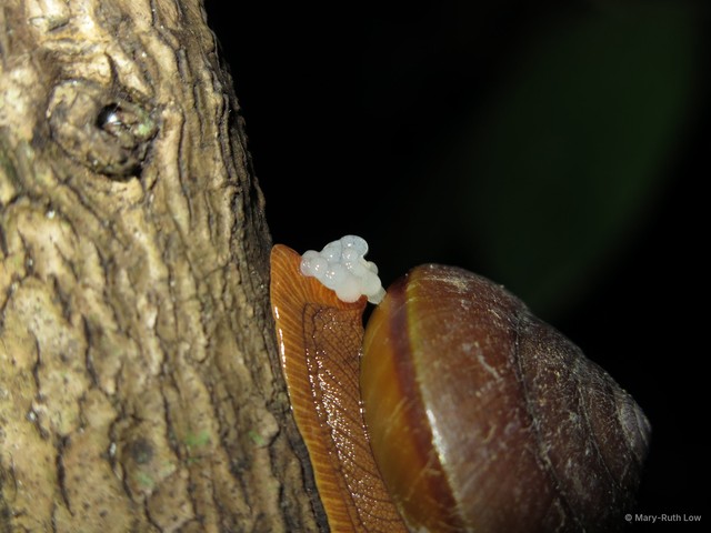 Hemiplecta humphreysiana