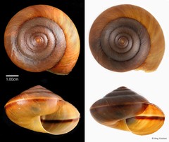 Hemiplecta humphreysiana