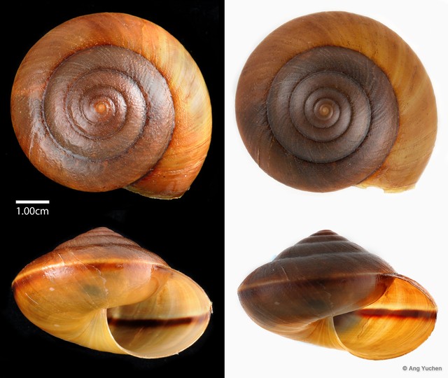 Hemiplecta humphreysiana • © Ang Yuchen • All Rights Reserved