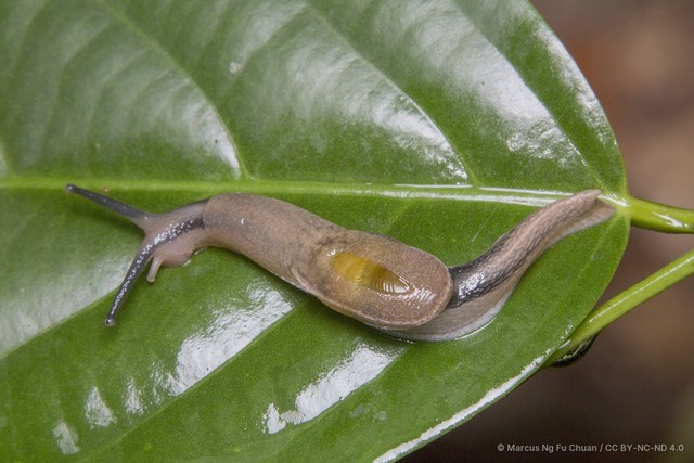 Parmarion martensi • © Marcus Ng Fu Chuan • CC BY-NC-ND 4.0