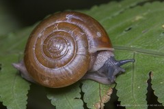 Sarika resplendens • © Marcus Ng Fu Chuan • CC BY-NC-ND 4.0