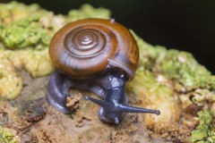 Sarika resplendens (R.A.Philippi, 1847)