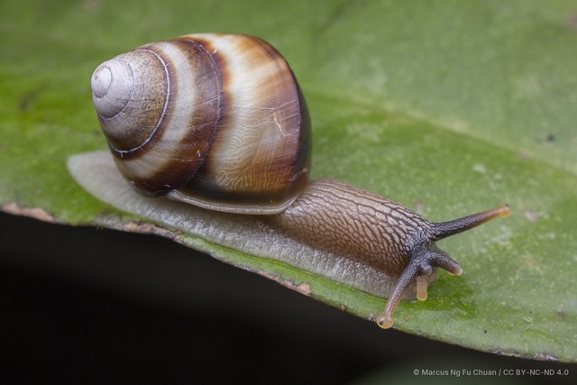 Amphidromus inversus • © Marcus Ng Fu Chuan • CC BY-NC-ND 4.0